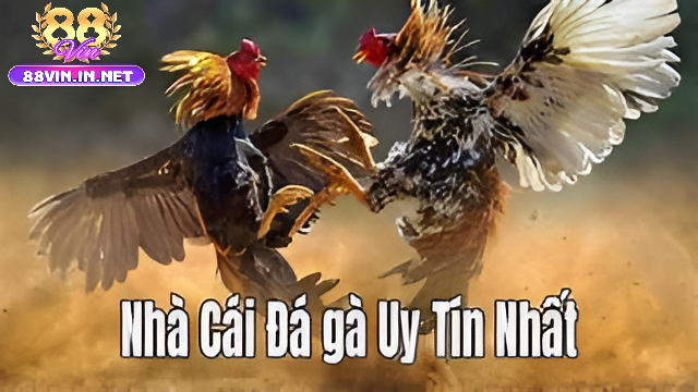 Tổng Quan Về Đá Gà 88vin