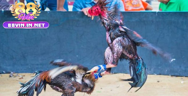 Lưu Ý Khi Tham Gia Đá Gà Thomo 88vin